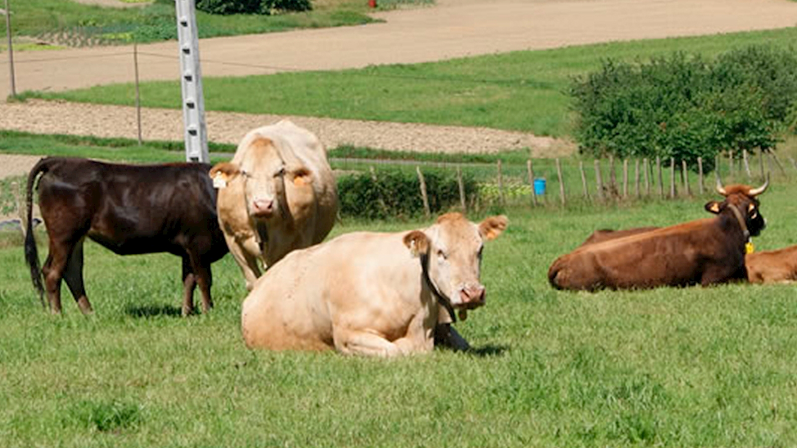 Transporte en frío a domicilio
Le invitamos a conocer nuestros lotes de venta directa al consumidor sin romper la cadena de frío en ningún momento.
