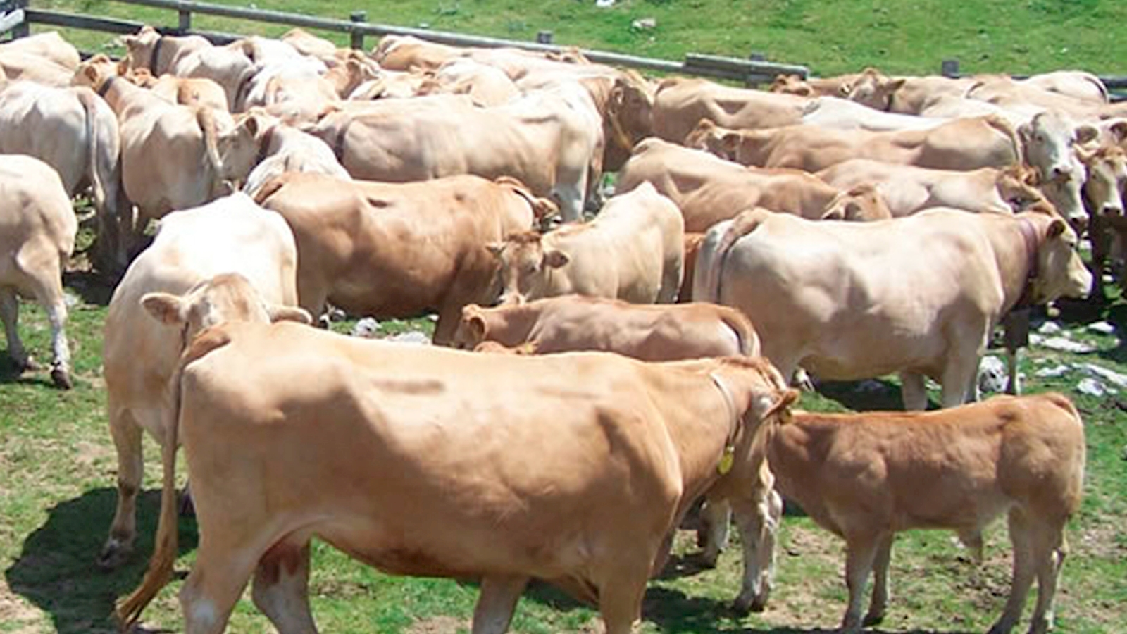 Certificado Eusko Label
Nuestro ganado es controlado tanto por el Departamento de Sanidad de la Diputación Foral de Gipuzkoa y por Eusko Label