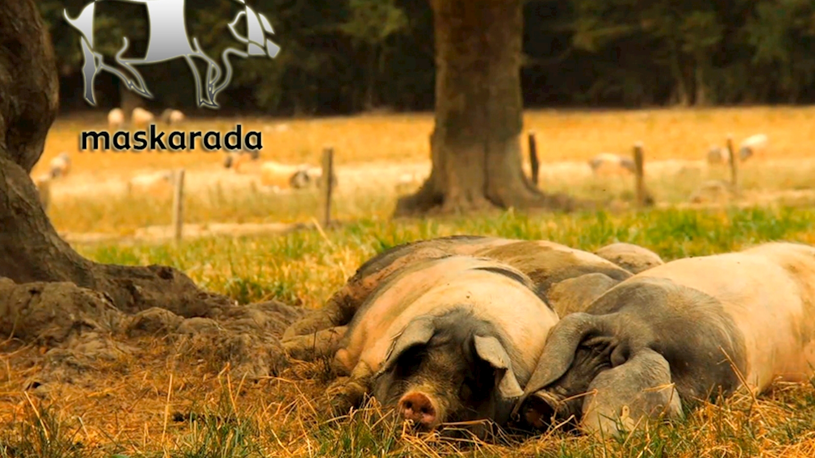 Cerdo de raza Euskal Txerria
Descubre el increíble sabor y calidad que ofrece esta increíble raza de cerdo