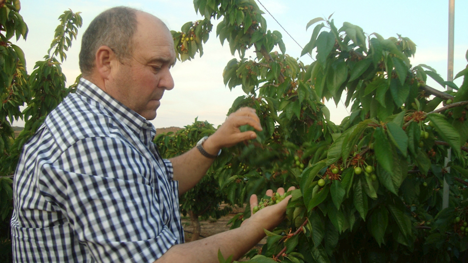 Cuidado de las cerezas
Supervisamos diariamente las necesidades de nuestros árboles para poder servir unas cerezas de máxima calidad