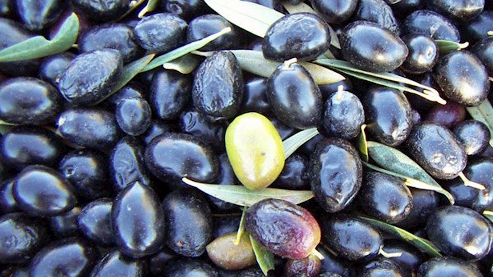 Retrogusto persistente
Un aceite de oliva virgen extra sorprendente cuyo sabor a olivos no te dejará indiferente.