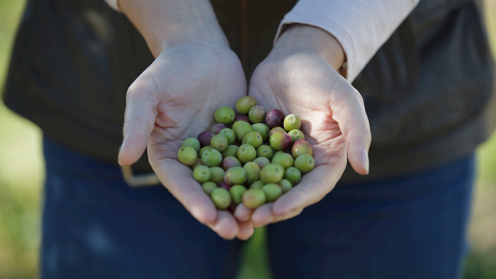 EXCELENCIA
Cuidamos y mimamos cada uno de los procesos para obtener los mejores y más frescos zumos de aceituna
