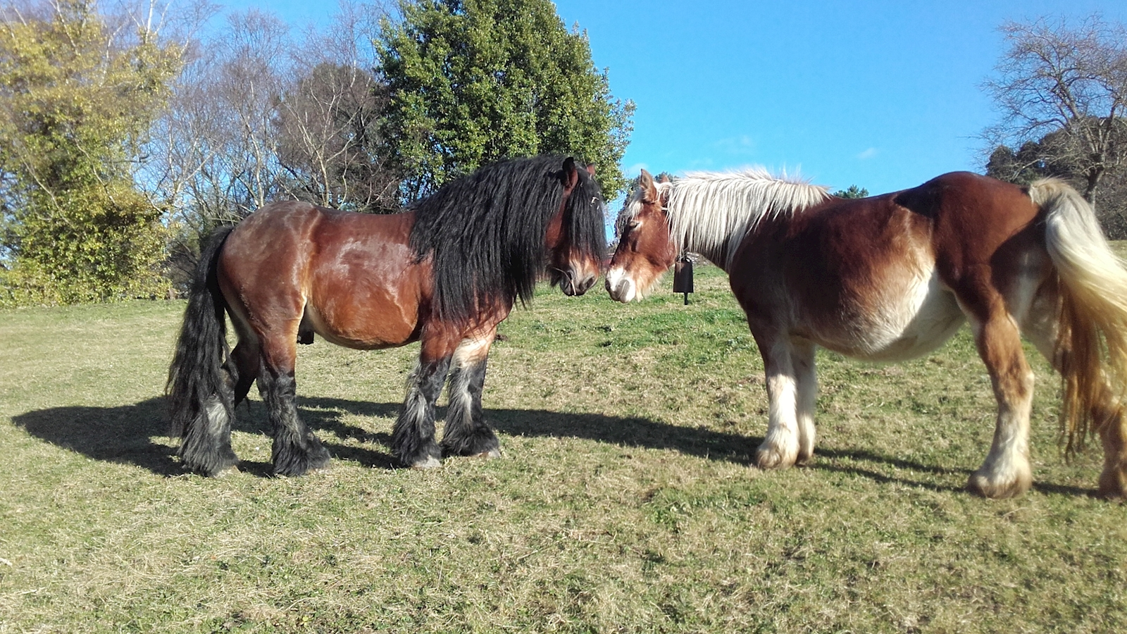 Carne de potro lechal:
De 6-8 meses de edad, alimentado exclusivamente de hierba y leche materna, sin ningún aporte adicional.