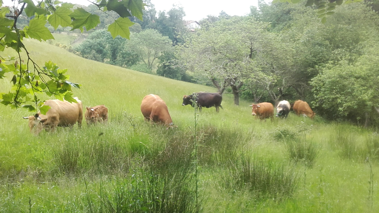 Carne de ternera exquisita en cuanto a sabor y terneza, y sana por los beneficios que aporta el cebo con hierba.