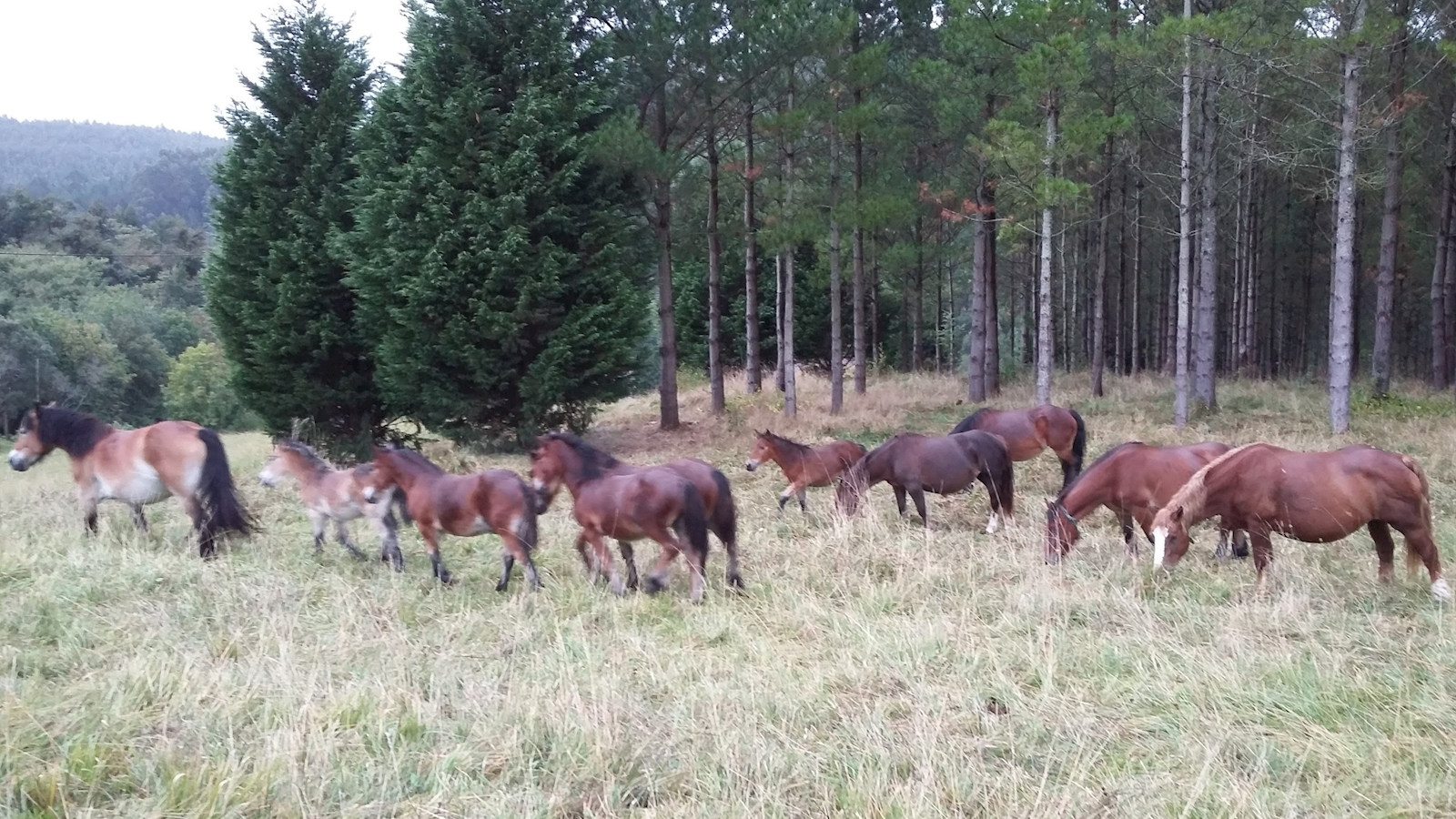 Ecológico, fresco y de calidad:
Ofrecemos al consumidor carne tierna y sabrosa de animales alimentados naturalmente, a la vieja usanza.