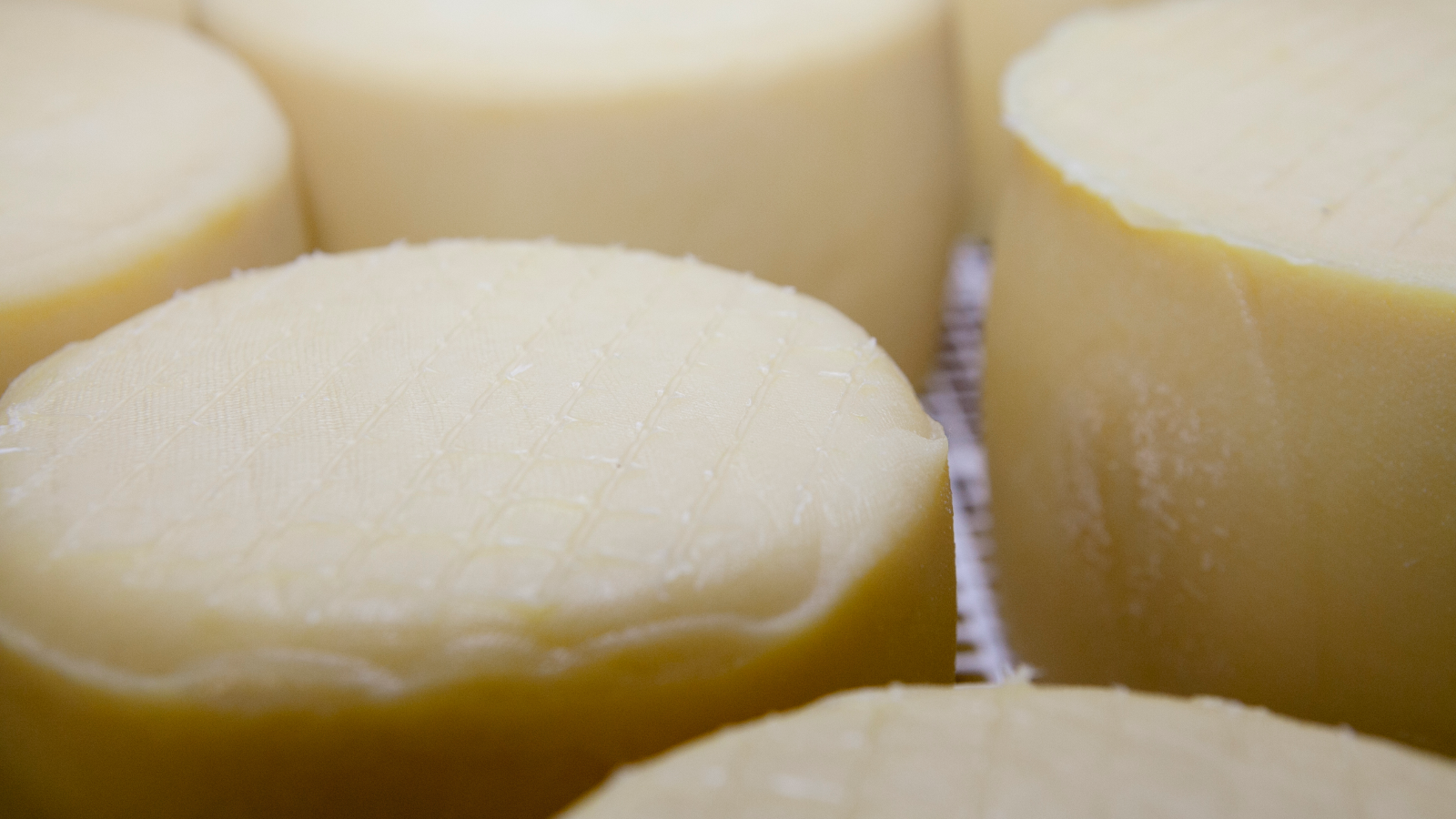 QuesOncala.COM | Natural de Tierras Altas de SORIA