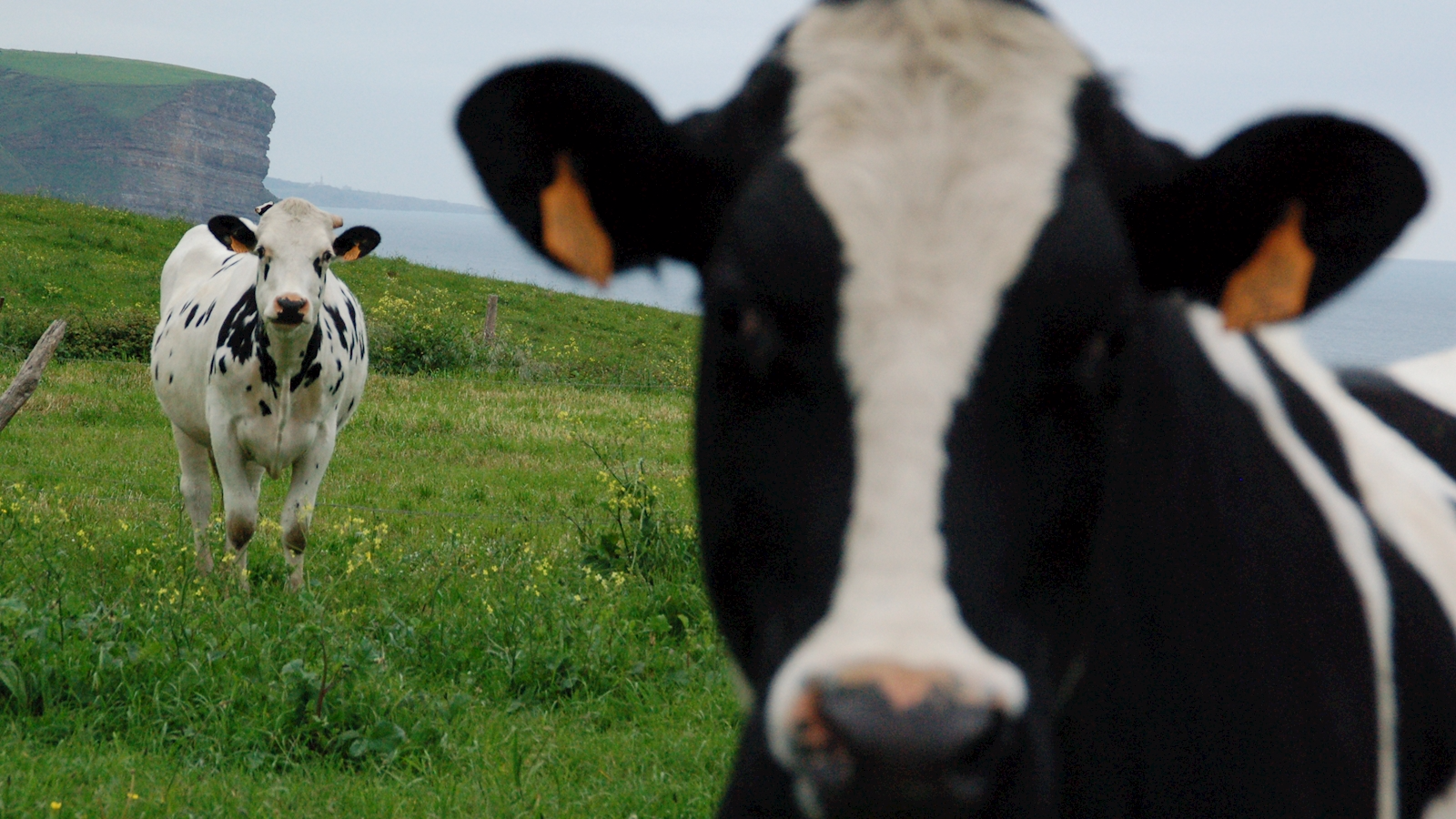 Los mejores pastos
Las vacas pastan libremente por los verdes prados.