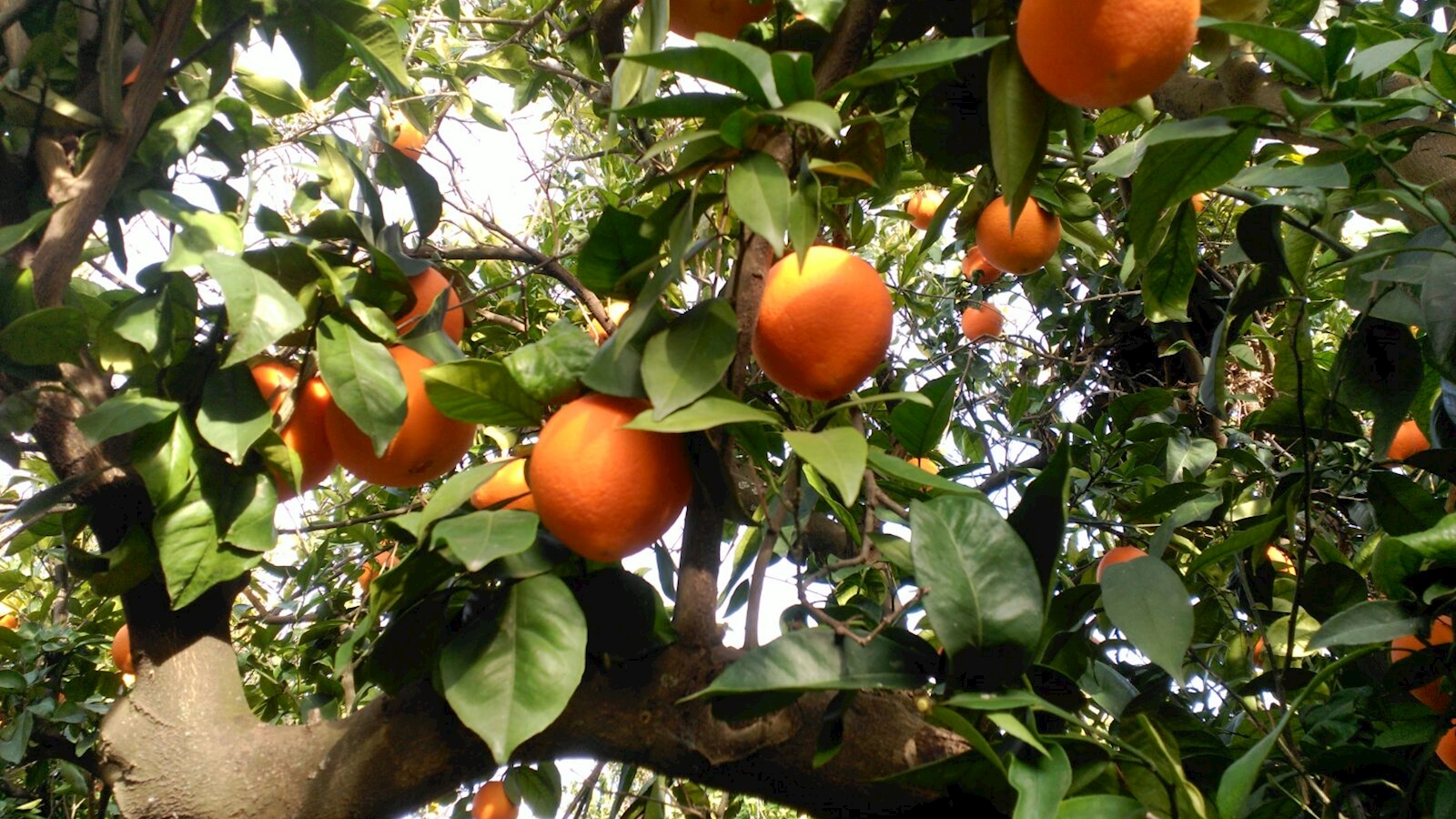 Naranjas de la Máxima Calidad
Tanto en sabor, aspecto, calidad y precio, nuestro Producto es de lo mejor del mercado. Si pruebas repites