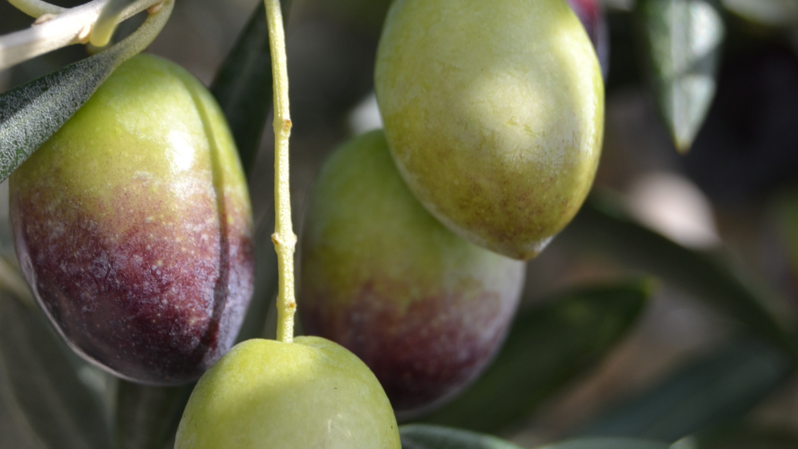 Aceitunas de variedad Picual