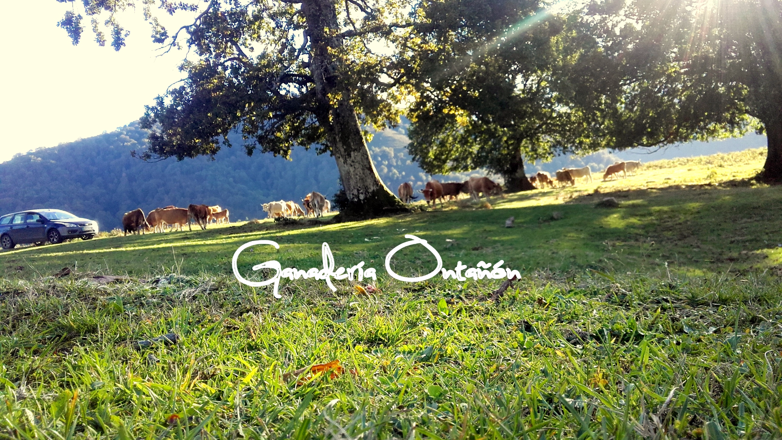 Viviendo en libertad