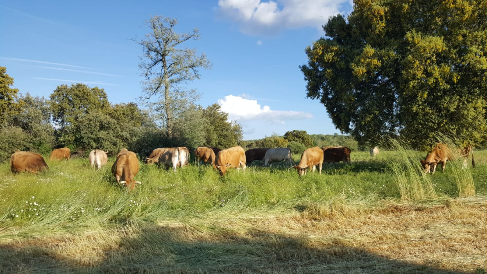 Al ver que en nuestra explotación disponíamos de un producto muy demandado y con pocas granjas dedicadas a producirlo, como es la ternera lechal, decidimos abrir una carnicería nosotros mismos y así poder ofrecer nuestro producto estrella directamente al consumidor, sin tener que pasar por intermediarios que se llevasen las medallas a nuestra costa y por nuestro esfuerzo diario.
En octubre del 2017 abrimos nuestra propia carnicería en Fuentesauco (Zamora). Decidimos llamarla Sabor Saucano, ya que se encuentra en esta localidad zamorana, al sureste de la capital. En ella intentamos combinar lo mejor del oeste zamorano, la ternera, y lo mejor del este, el cerdo.