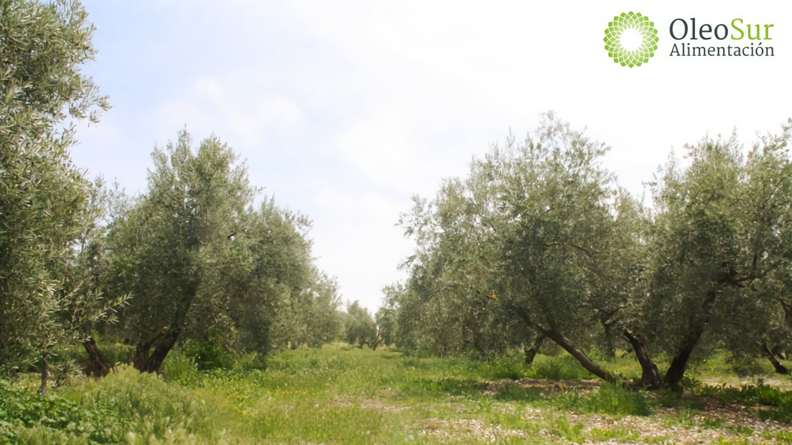 Tradición y experiencia con el máximo cuidado por el medio ambiente