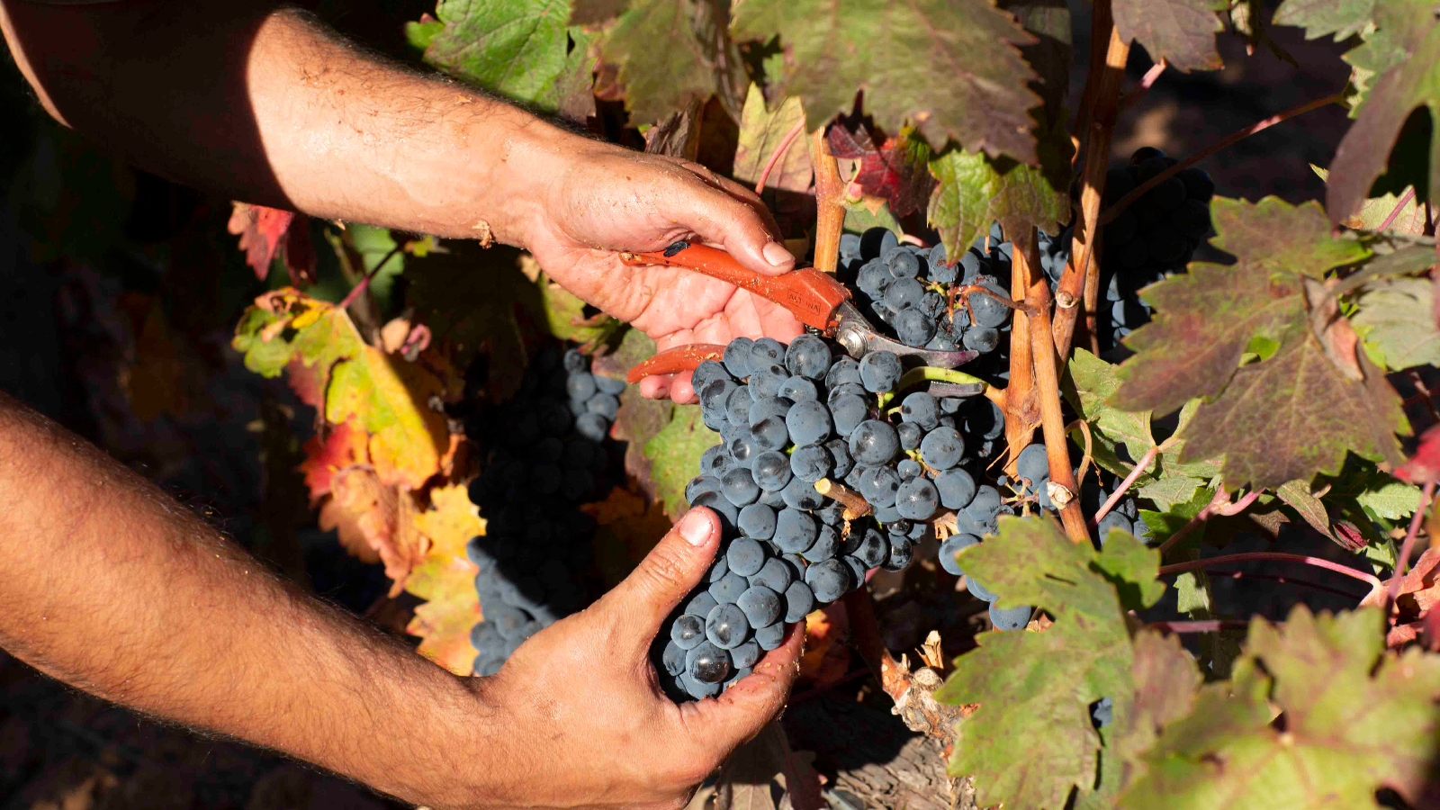 La variedad por excelencia, responsable de la calidad de nuestros vinos es el tempranillo. 
Cultivado tanto en vaso como en espaldera, entre viñas viejas y jóvenes, ocupa aproximadamente 100 Has en propiedad cuidadas y trabajadas con riguroso esmero.