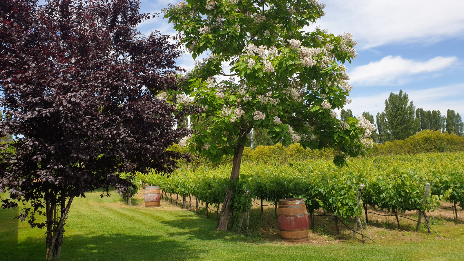 Calidad y ternura es lo que más se cuida a la hora de trabajar en estos viñedos. Como empresa familiar su recogida se realiza a modo tradicional. Un buen trabajo a la hora de recoger las uvas hacen del
"Tres Jotas" un vino superior.

En estos viñedos, cuna de las mejores Riberas, cosechamos y vendimiamos uva de cepa vieja, de la variedad de TEMPRANILLO en un 90%, dedicando un 10% de la explotación a la variedad CABERNET SAUVIGNON y SIRAC.