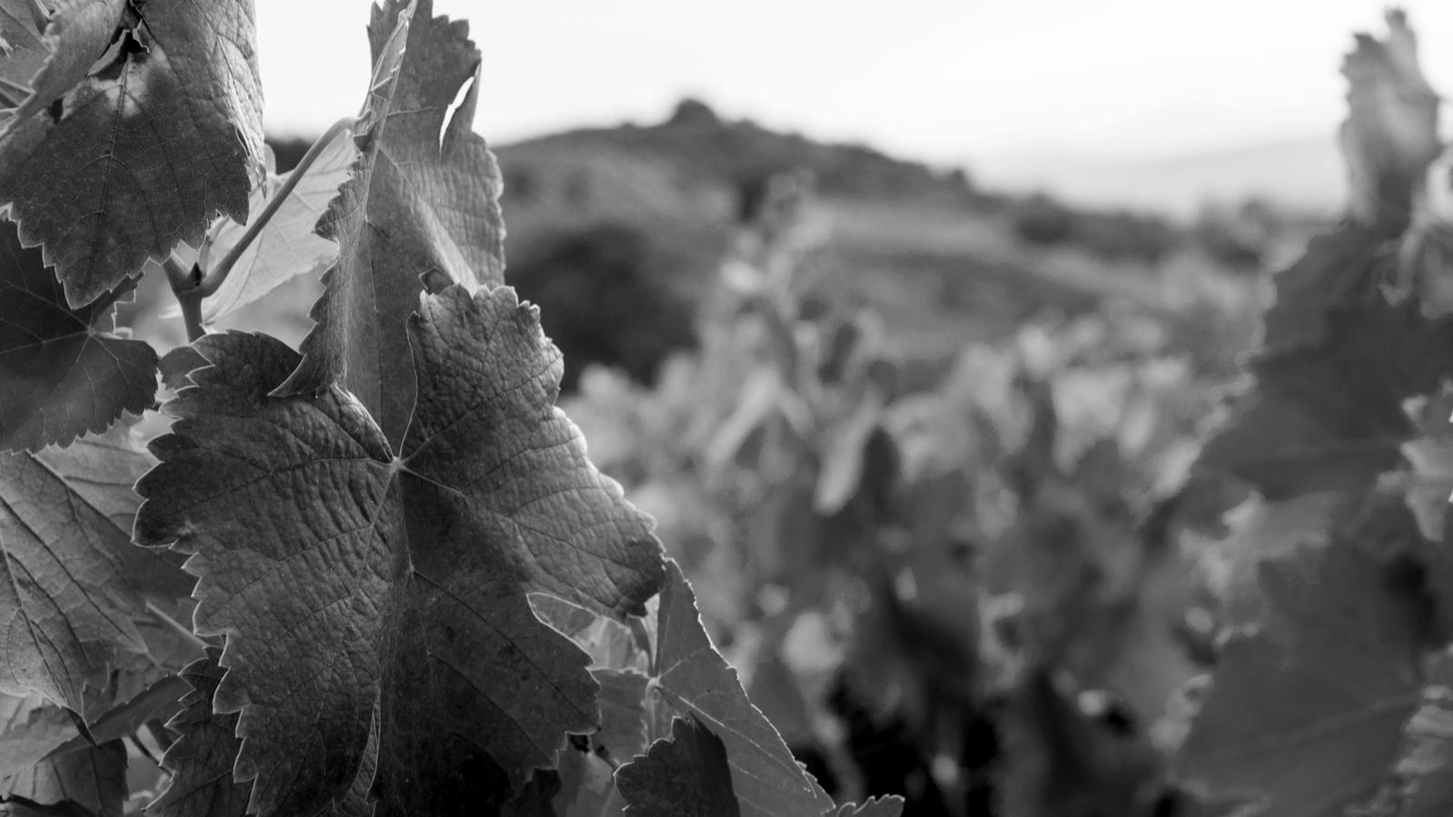 La herencia de nuestra familia, la herencia del vino.